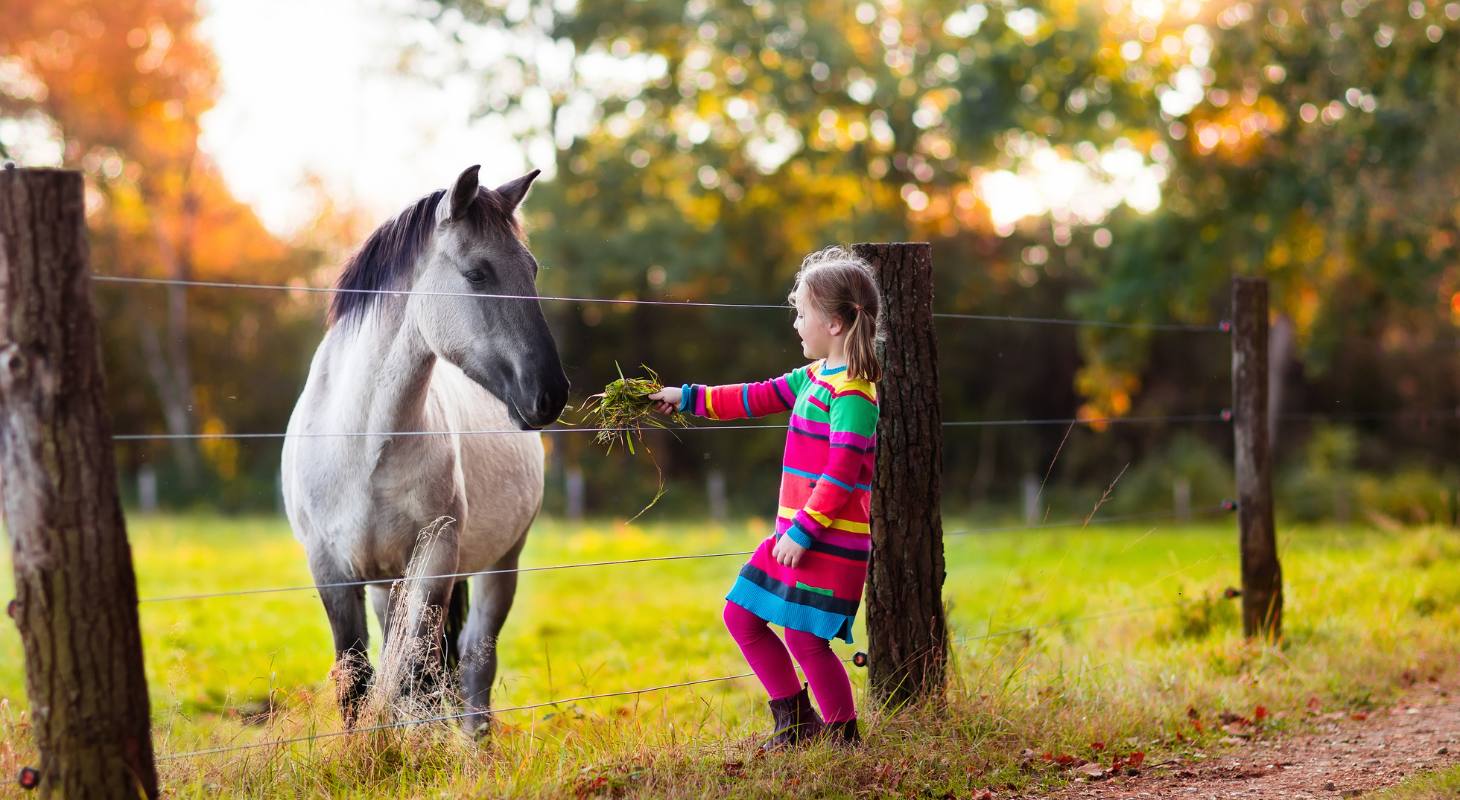 A young girl feeding a horse in a field