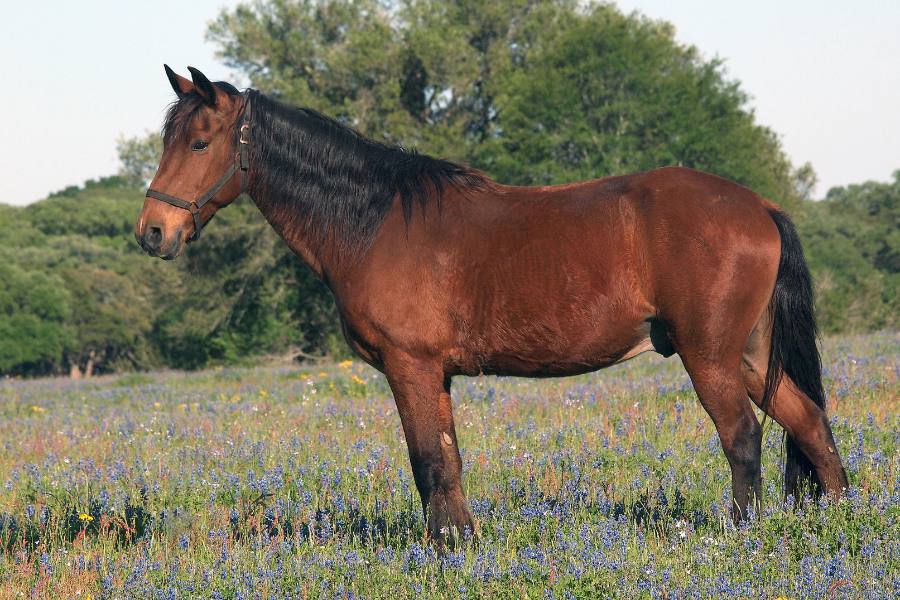 Brown horse with black mane standing in a field