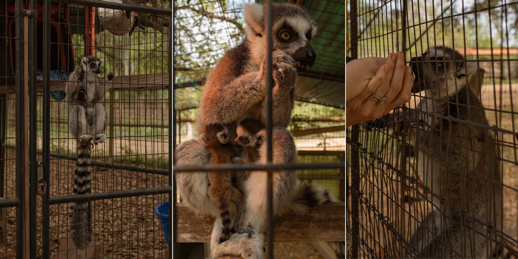 lemur feeding activity at BlissWood B&B Ranch